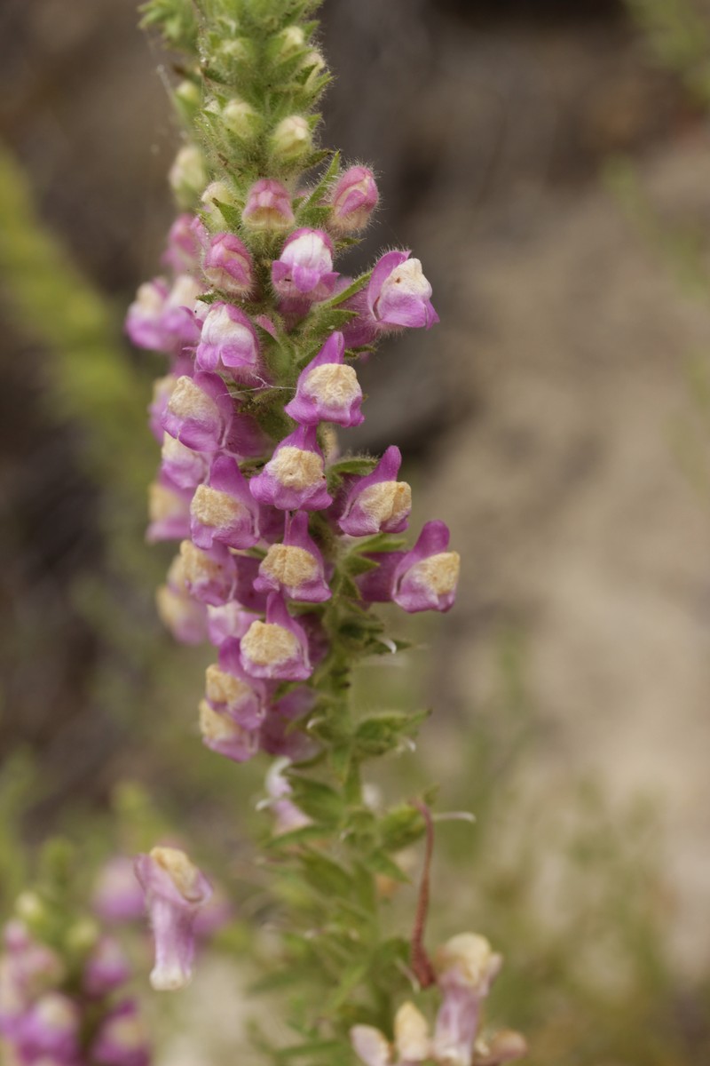 Sierra Snapdragon photo 5
