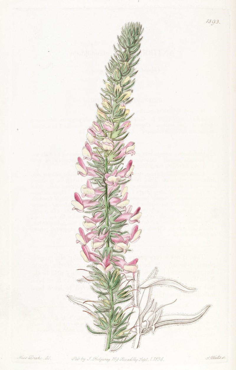 Sierra Snapdragon photo 2