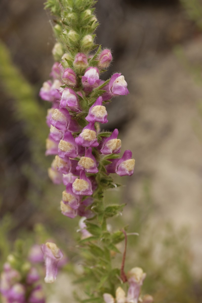 Sierra Snapdragon photo 3