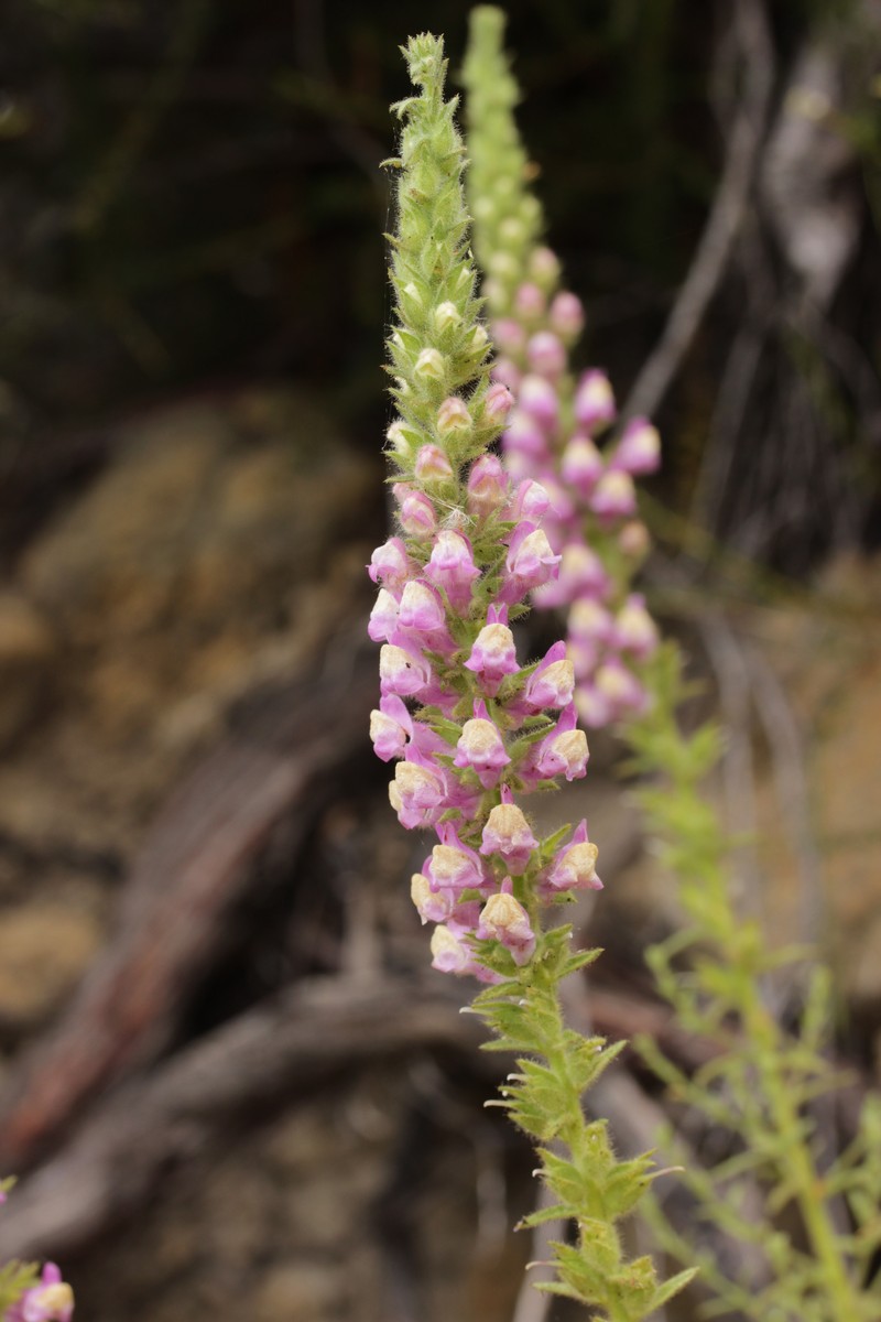 Sierra Snapdragon photo 4