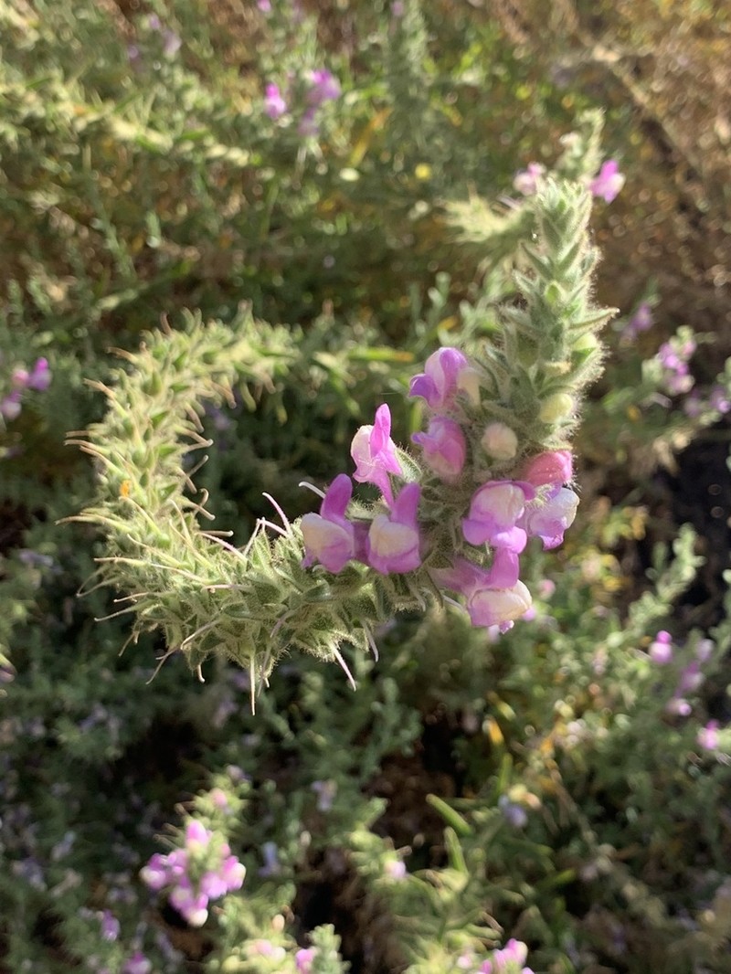Sierra Snapdragon