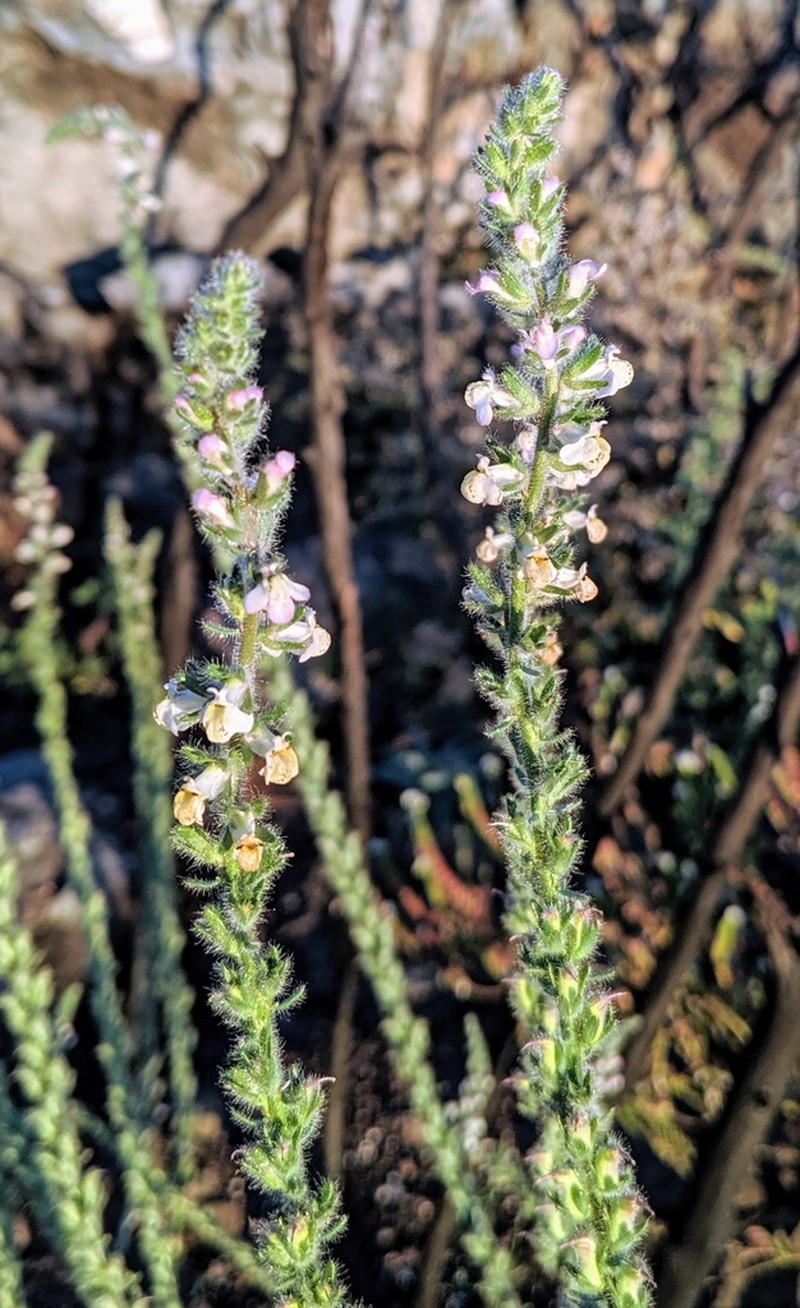 Sierra Snapdragon photo 2