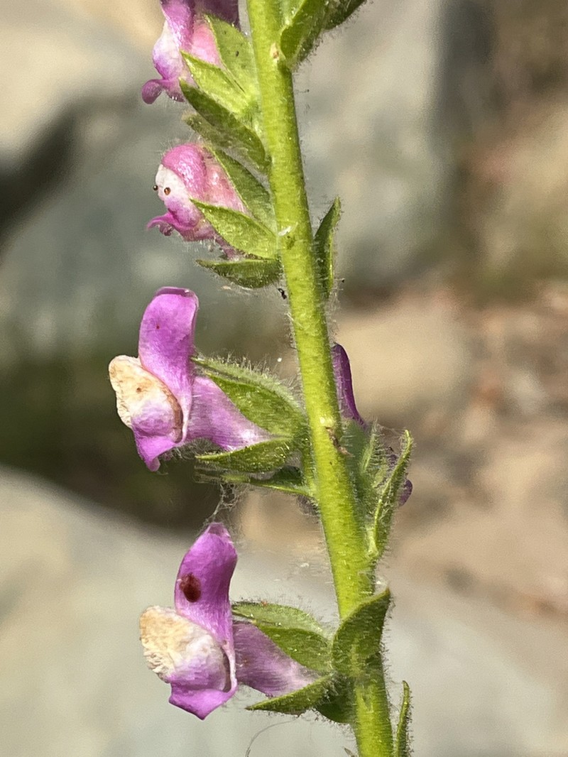 Sierra Snapdragon photo 3
