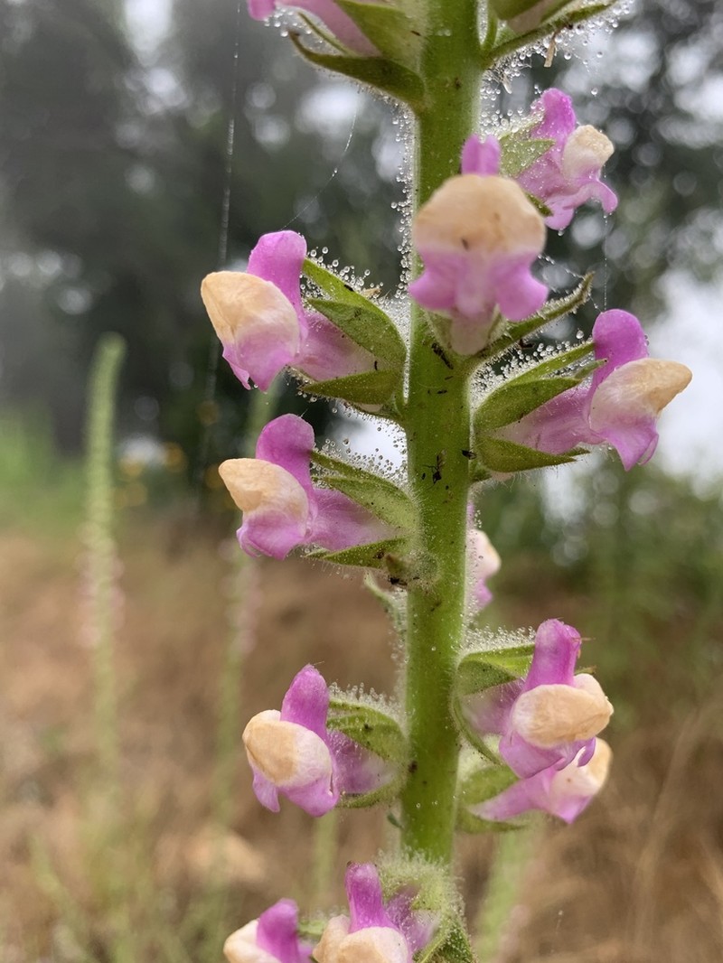 Sierra Snapdragon photo 5