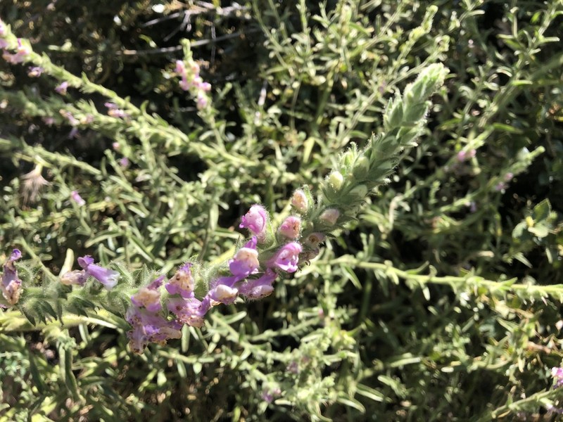 Sierra Snapdragon photo 6
