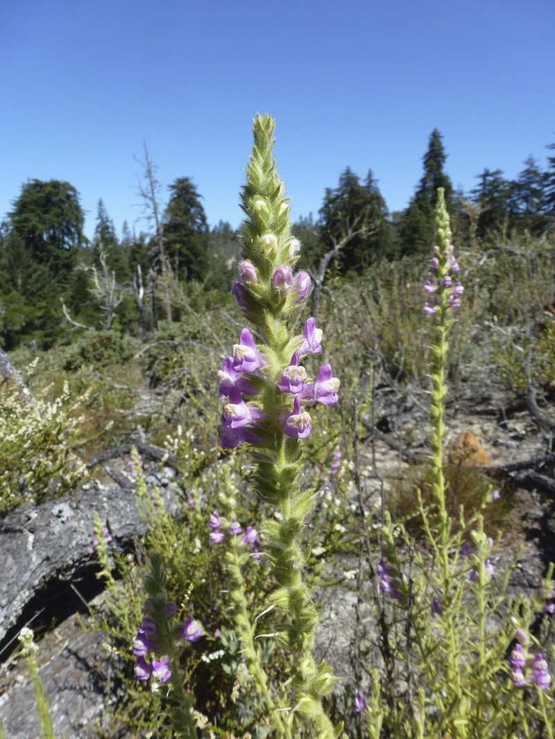 Sierra Snapdragon photo 7