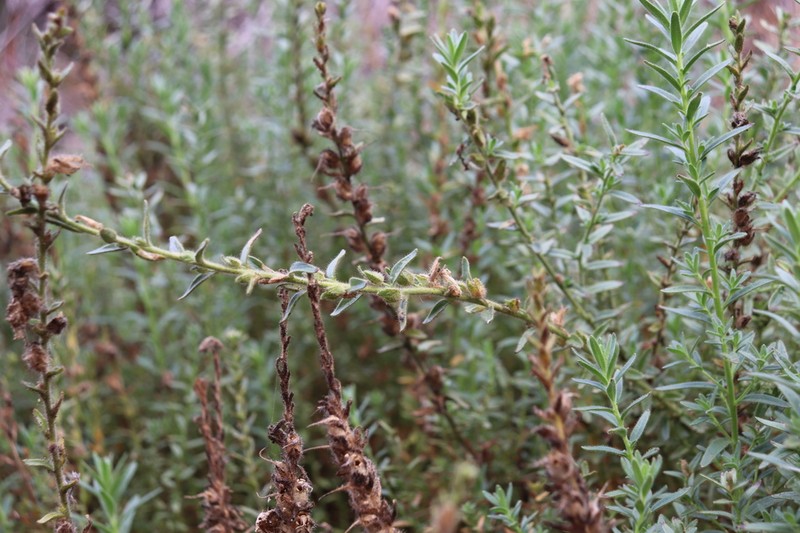 Sierra Snapdragon photo 8