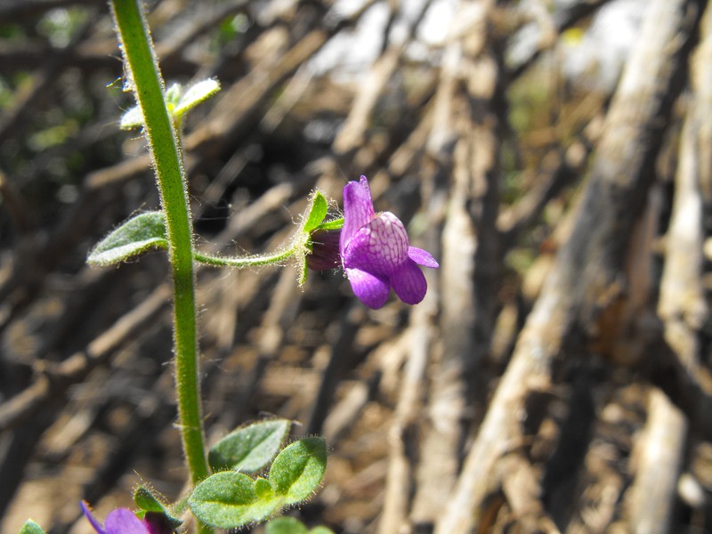 Violet Snapdragon photo 3