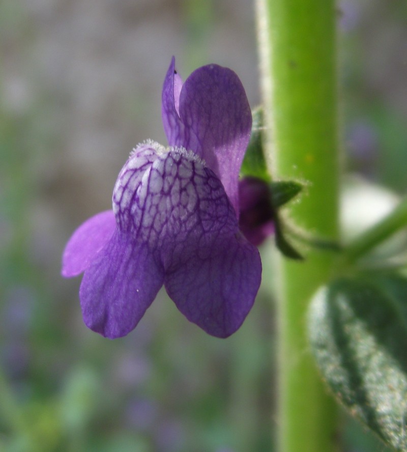 Violet Snapdragon photo 4