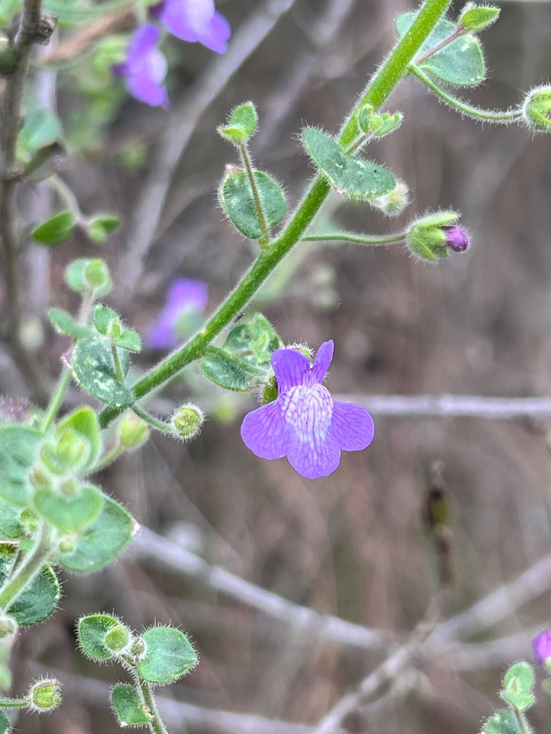Violet Snapdragon photo 5