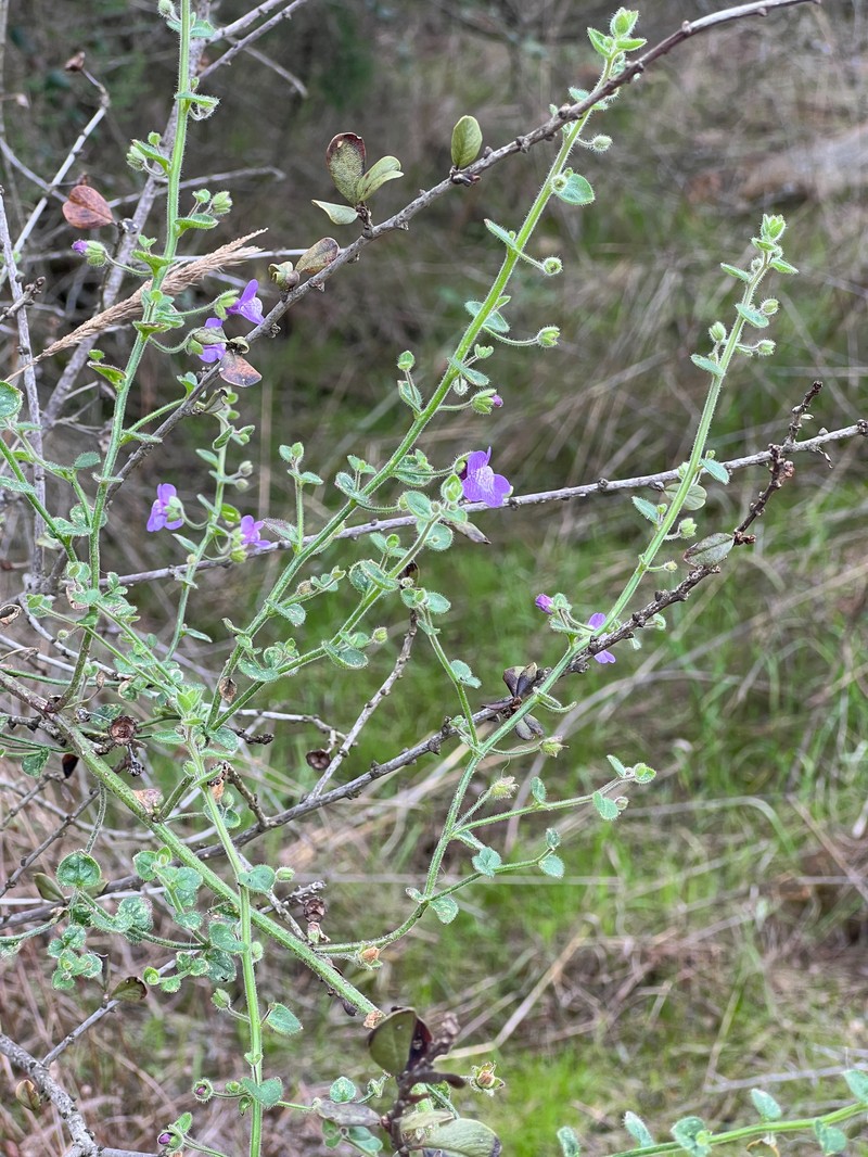 Violet Snapdragon photo 6