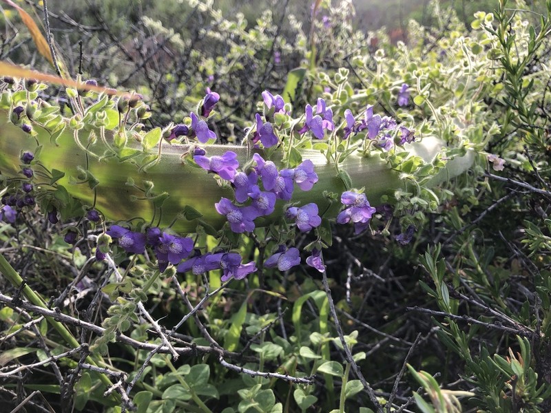 Violet Snapdragon