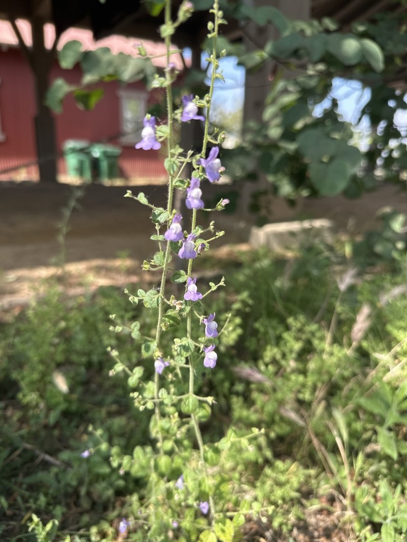 Violet Snapdragon photo 4