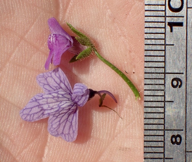 Violet Snapdragon photo 6