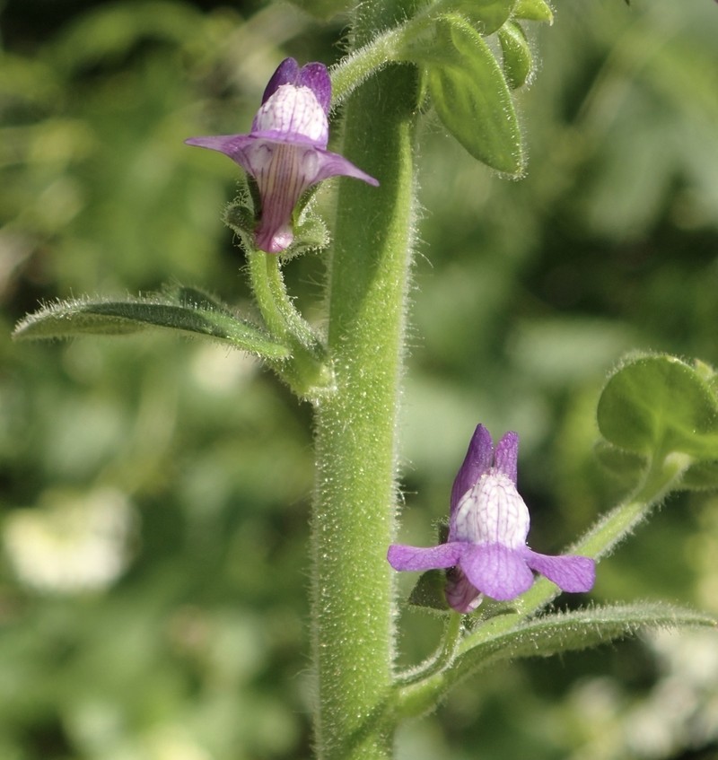 Violet Snapdragon photo 7