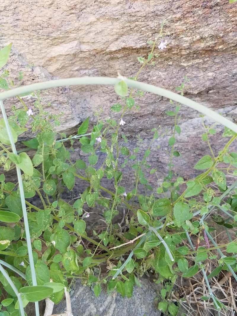 Lesser Snapdragon photo 2