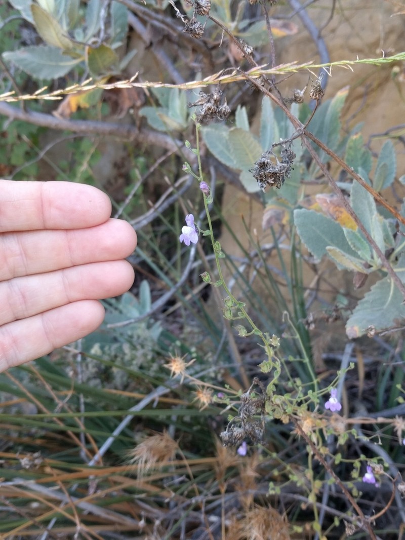 Lesser Snapdragon photo 3