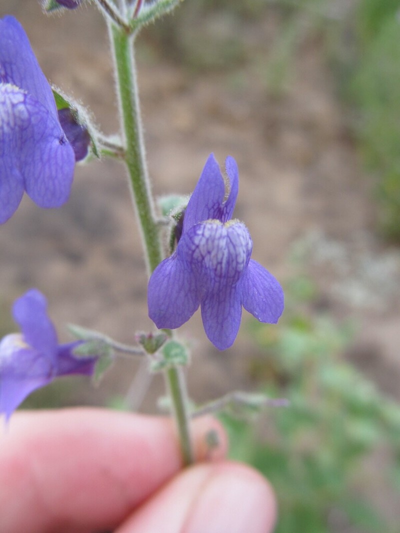 Lesser Snapdragon photo 5