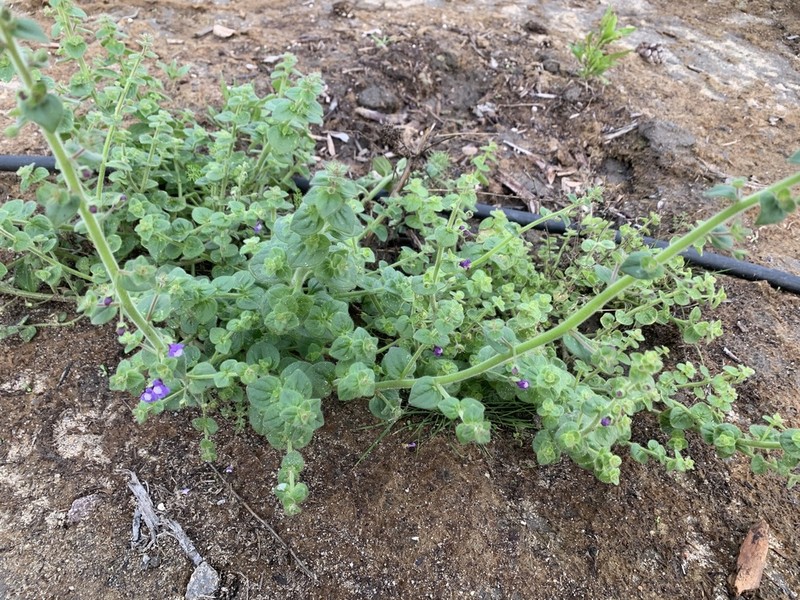 Lesser Snapdragon photo 8