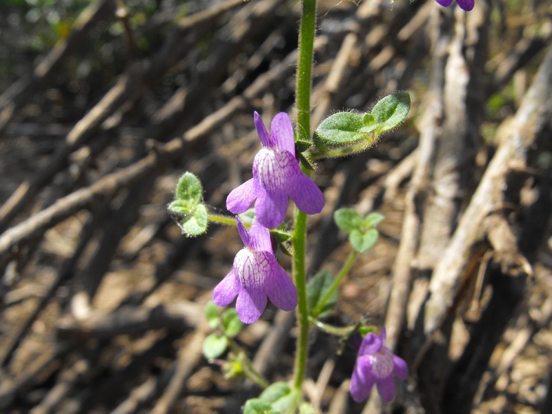Lesser Snapdragon