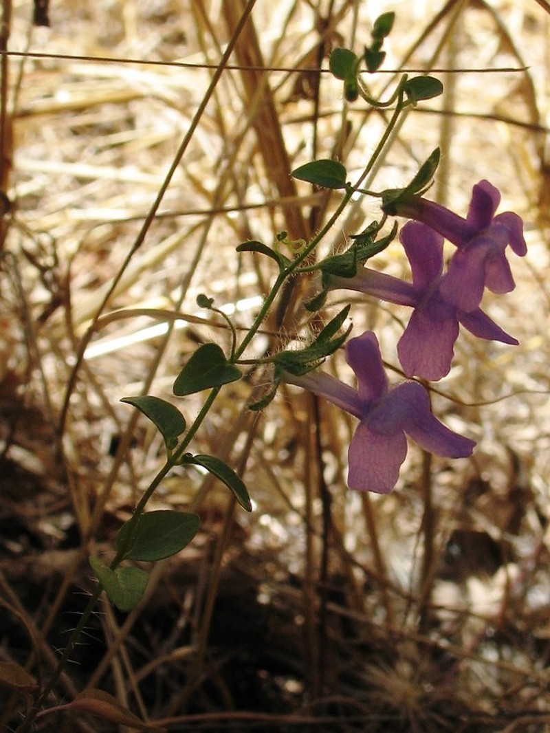 Wiry Snapdragon