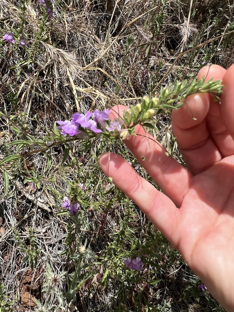 Wiry Snapdragon