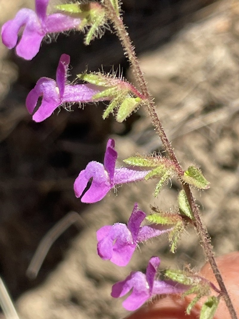 Wiry Snapdragon photo 3