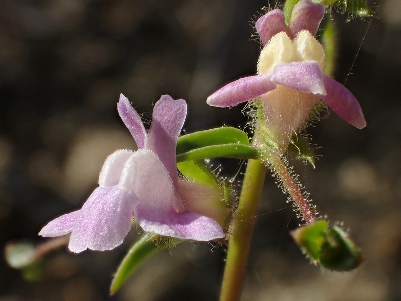 Wiry Snapdragon photo 4