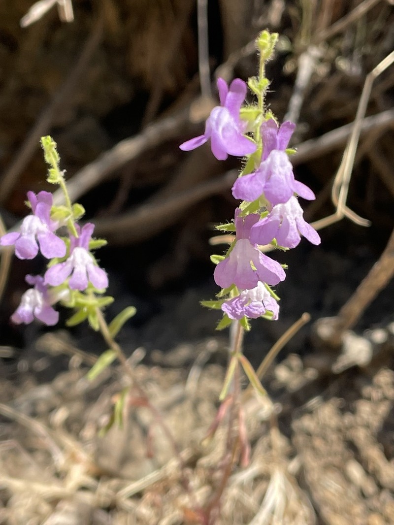 Wiry Snapdragon photo 5