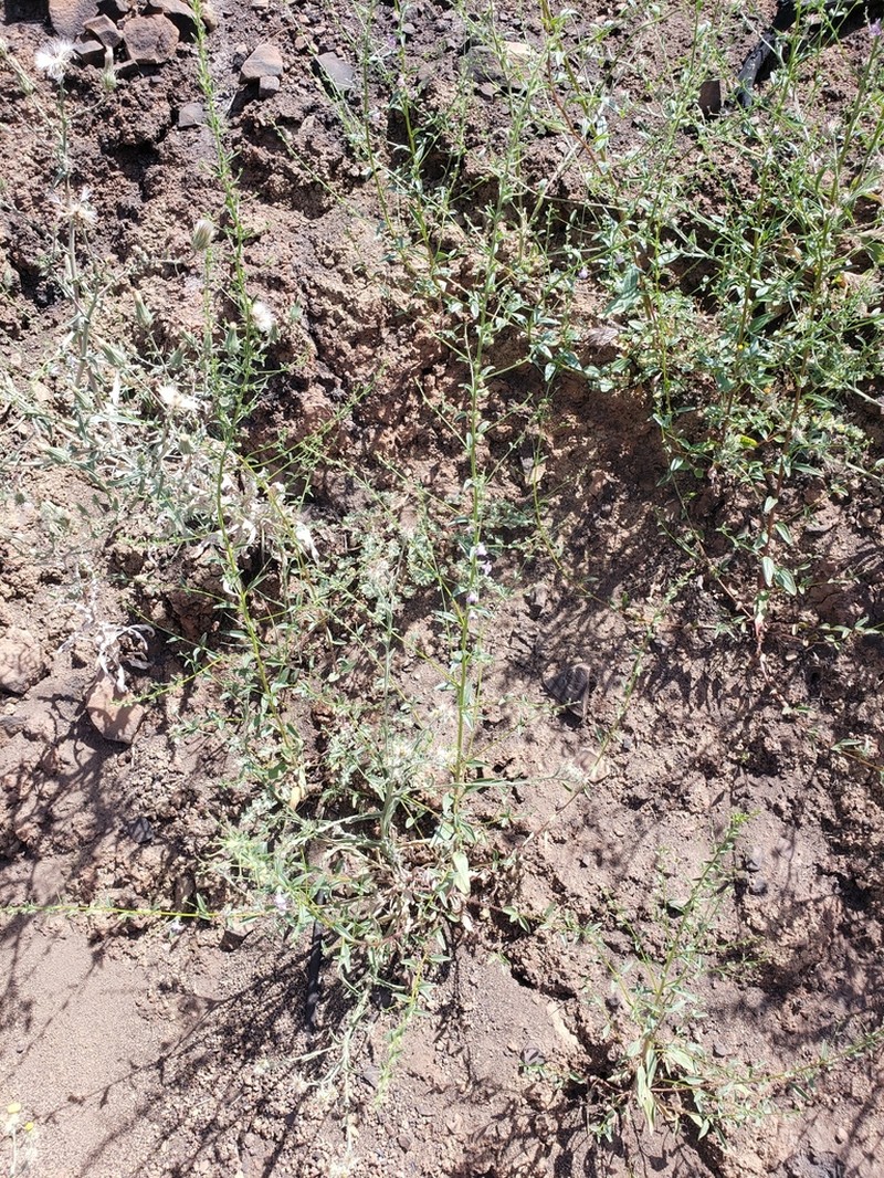 Wiry Snapdragon photo 6
