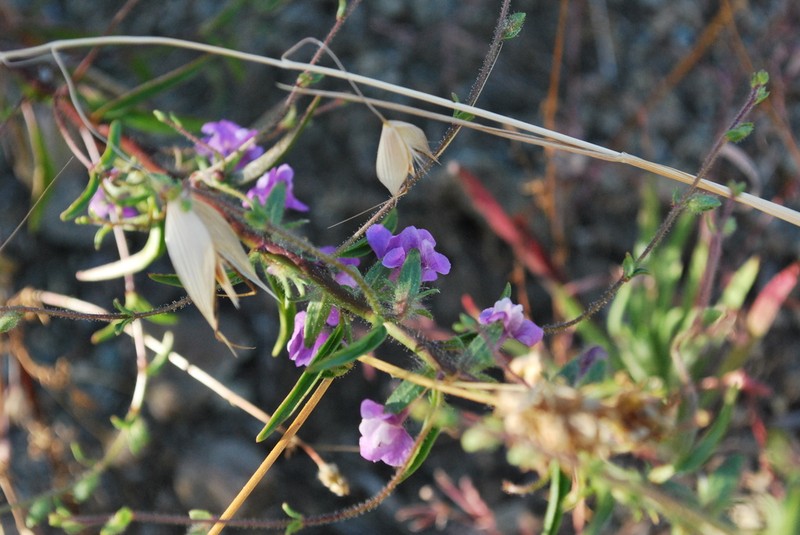 Wiry Snapdragon photo 7