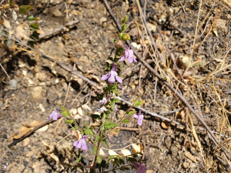 Wiry Snapdragon photo 8