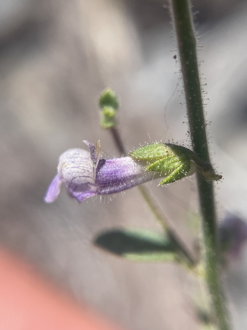 Brewer's Snapdragon