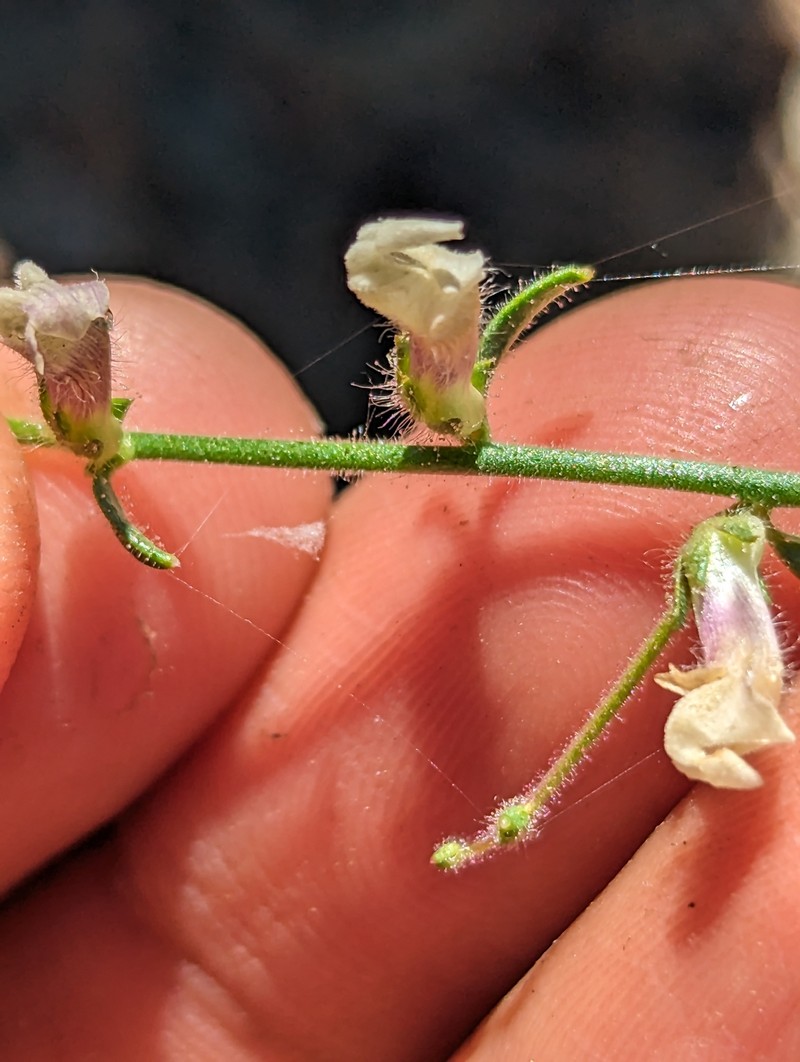 Brewer's Snapdragon photo 3