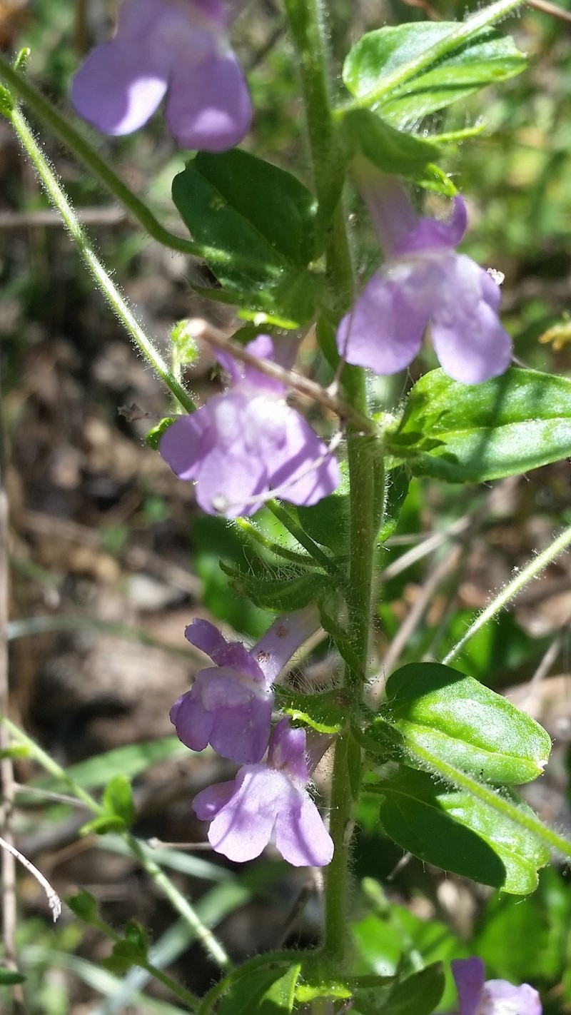 Brewer's Snapdragon photo 4