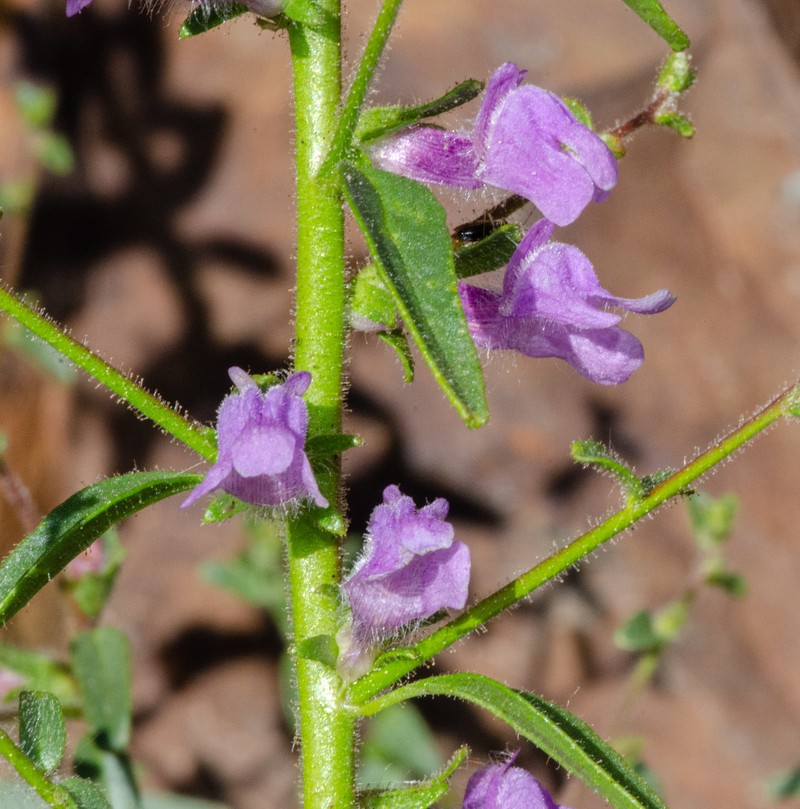 Brewer's Snapdragon photo 5