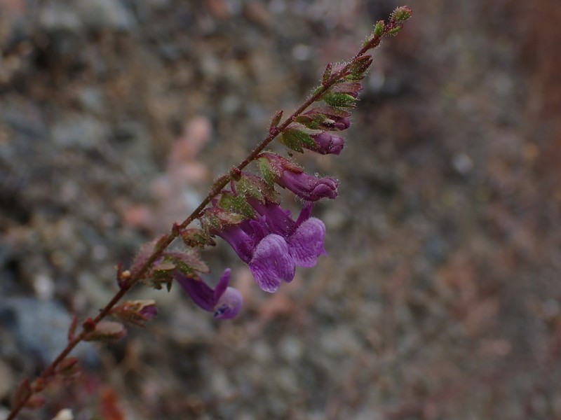 Brewer's Snapdragon photo 6