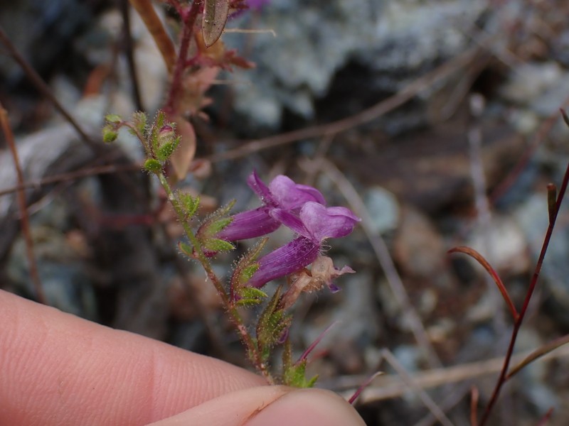 Brewer's Snapdragon photo 7