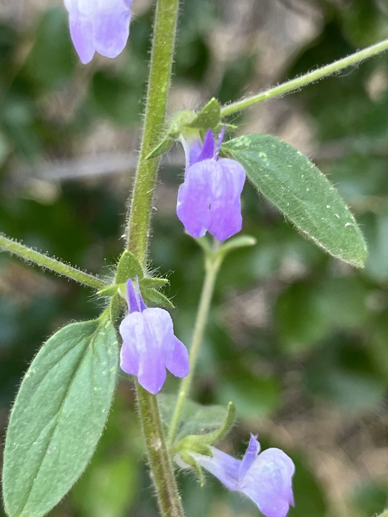 Sairocarpus vexillocalyculatus subsp. intermedius photo 2