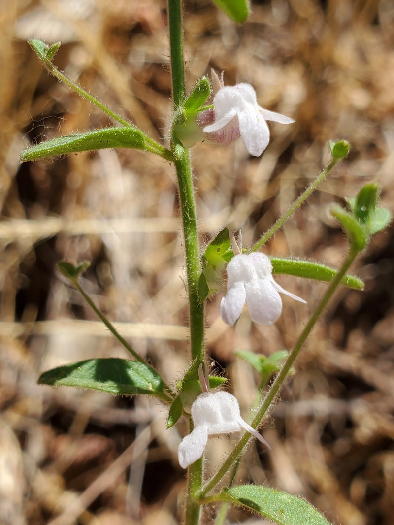 Sairocarpus vexillocalyculatus subsp. intermedius photo 4