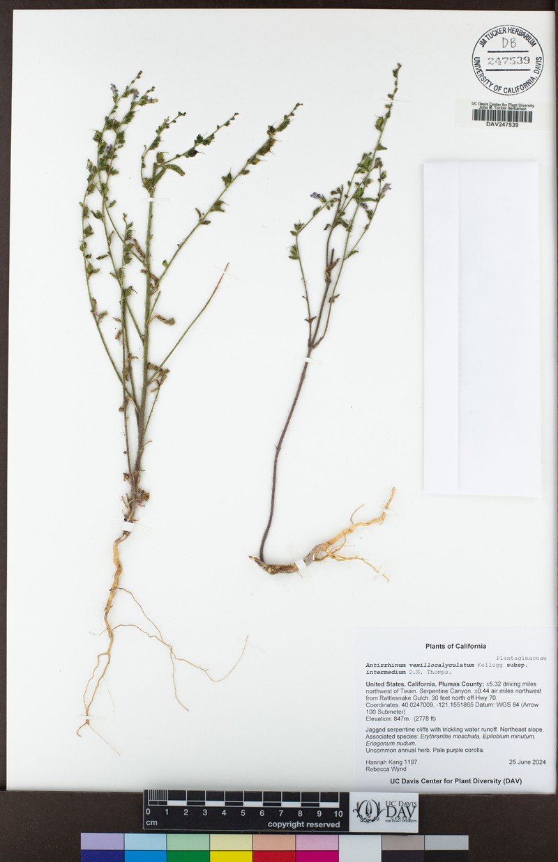 Sairocarpus vexillocalyculatus subsp. intermedius photo 5