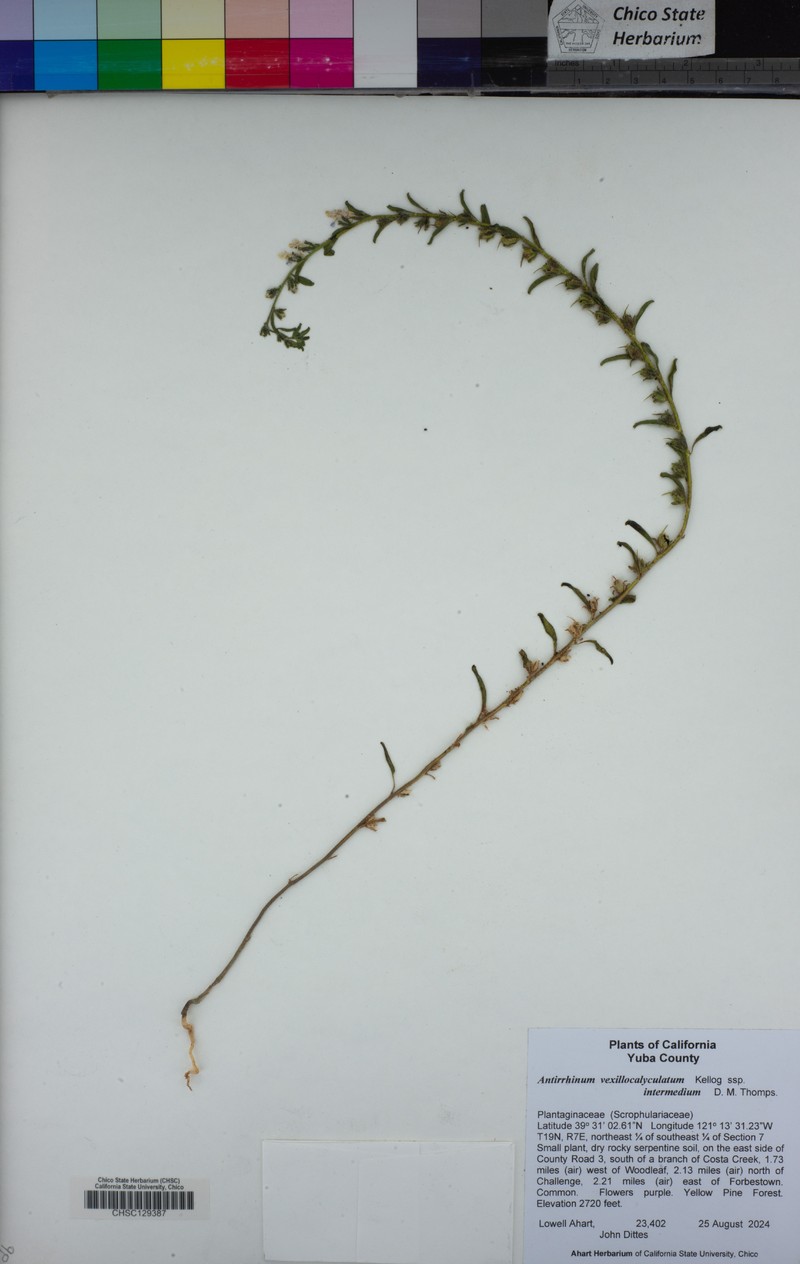 Sairocarpus vexillocalyculatus subsp. intermedius photo 6