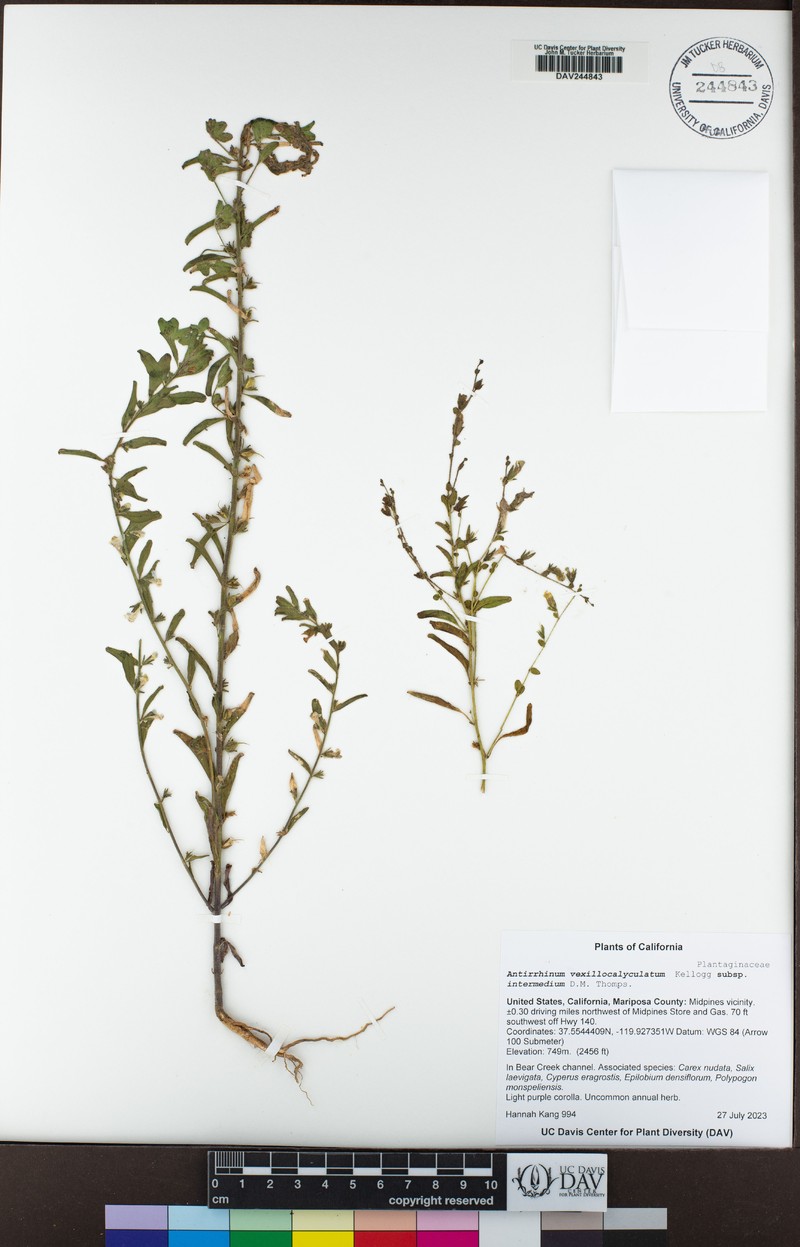 Sairocarpus vexillocalyculatus subsp. intermedius photo 7