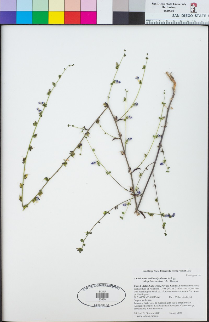 Sairocarpus vexillocalyculatus subsp. intermedius photo 8