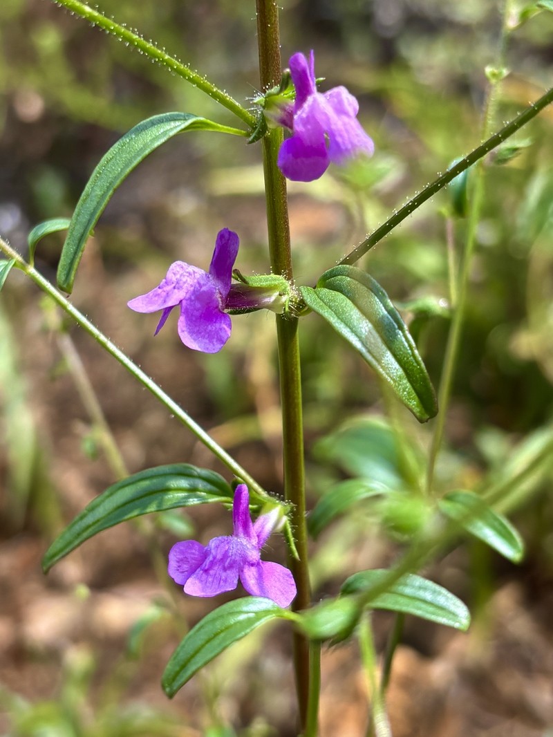 Elmer's Snapdragon