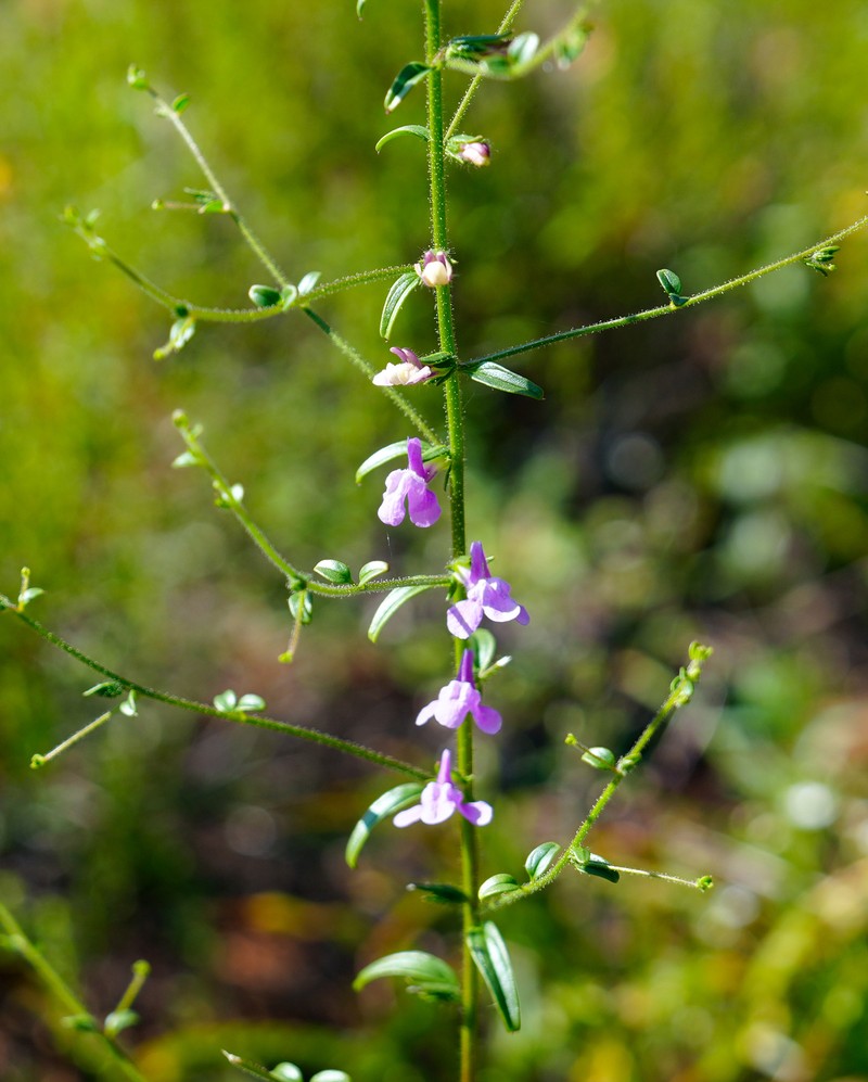 Elmer's Snapdragon photo 2