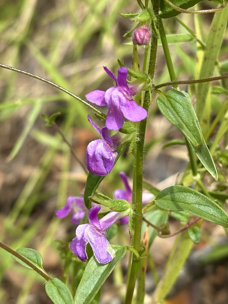 Elmer's Snapdragon photo 3