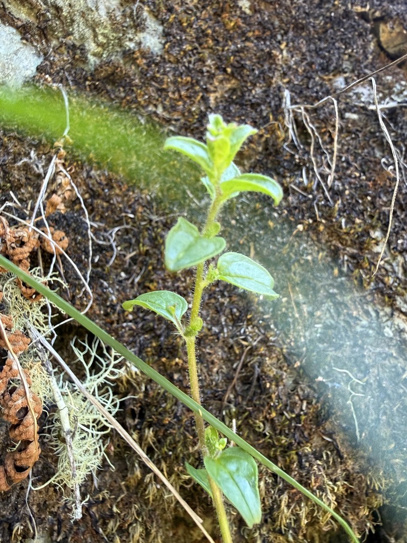 Elmer's Snapdragon photo 4