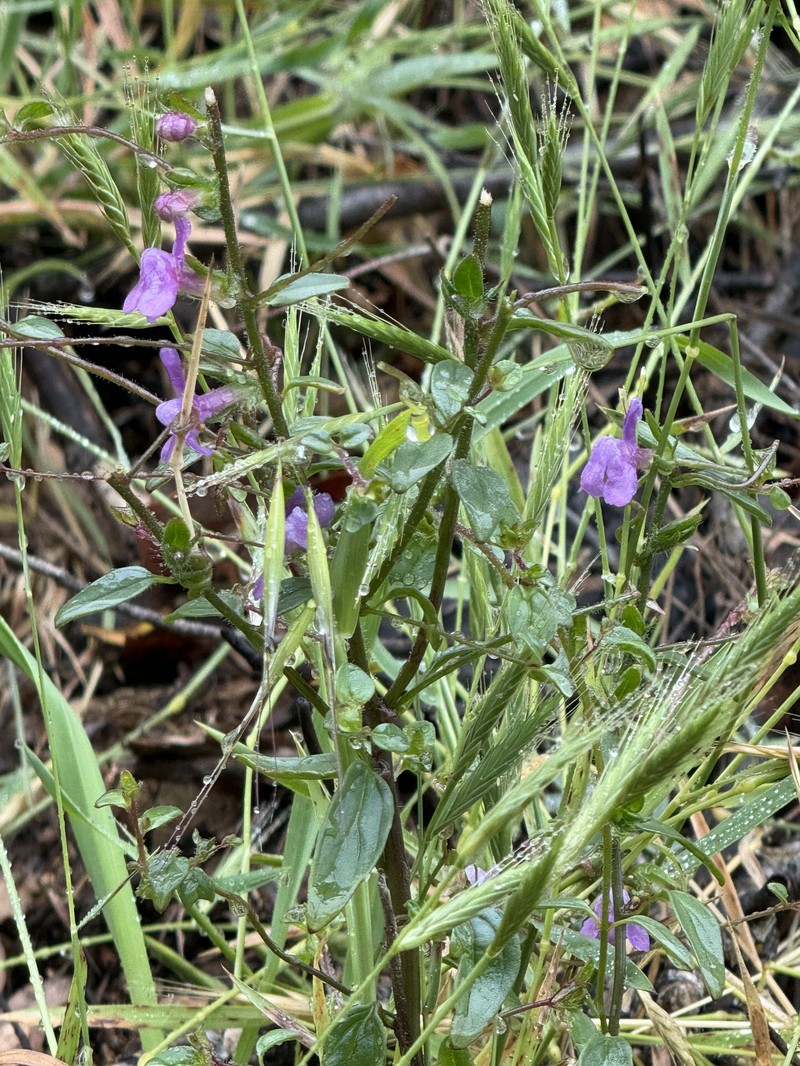 Elmer's Snapdragon photo 5