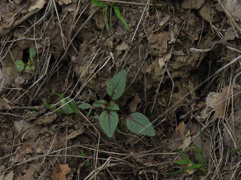 Elmer's Snapdragon photo 6